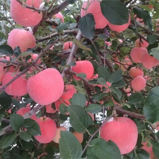 河南省黄元帅苹果苗什么品种好推荐一个保成活包品种包成活率