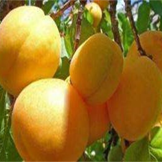 辽宁省1公分珍珠油杏树苗什么品种好推荐一个保成活价格低成活率高