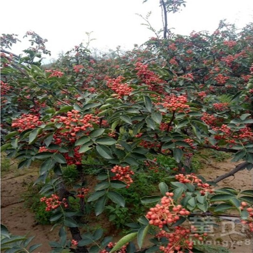 内蒙古自治区红花椒苗今年哪个品种好保成活佳种植时间保成活