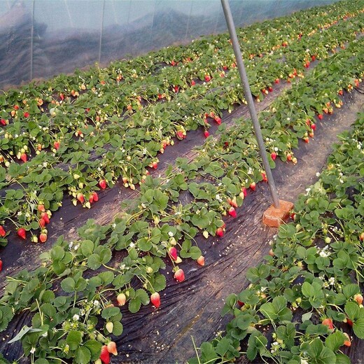 丰台区京桃香草莓苗佳种植时间保成活		几月份种植成活率高