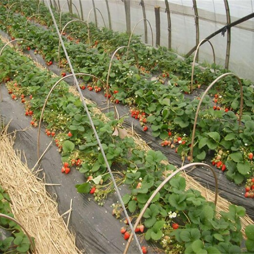 西城区红颜草莓苗早熟高产保成活		修剪技术