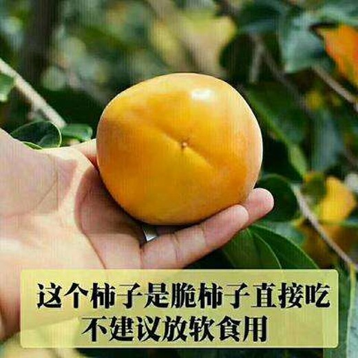 东城区大秋甜柿树苗佳种植时间保成活		品种千万别错过保成活