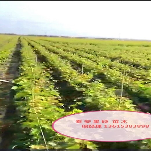 西城区京早晶葡萄树苗什么时候种植保成活		价格低结果多保成活