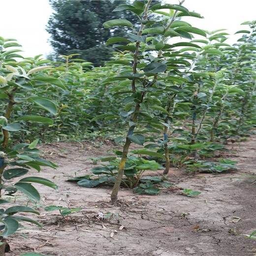 北京市求购苹果梨苗早熟高产保成活		什么品种好推荐一个保成活