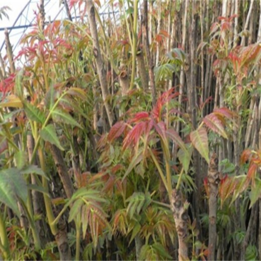 北京紫香椿树苗价格低成活率高