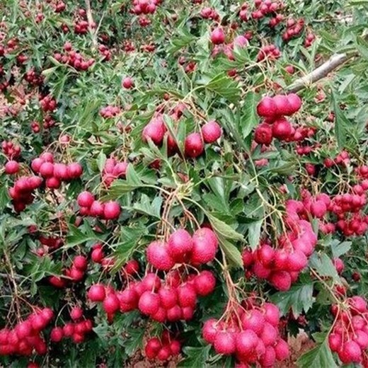 品种优纯度高保成活		海淀区甜红山楂树苗佳种植时间保成活		品种优纯度高保成活