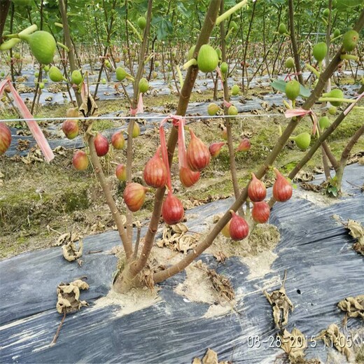 中国紫果无花果树苗报价合理的品种嫁接技术基地