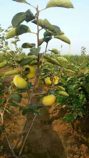 山东潍坊4公分柿子树苗新品种介绍什么时候种植