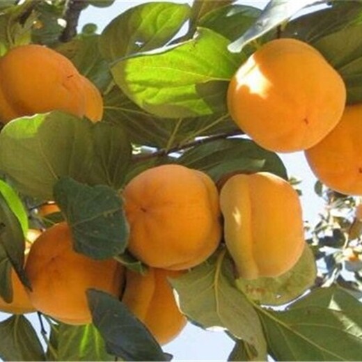 山东青岛阳丰甜柿树苗早熟高产种植	出售价格是多少