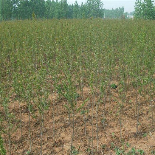 山东东营牡丹花石榴苗价格价格低成活率高什么时候种植