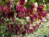 山东潍坊玫瑰香葡萄苗包品种包成活率	亩产是多少