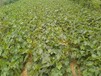 山东青岛玫瑰香葡萄苗包品种包成活率	什么时候种植