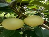 山東東營求購蘋果梨苗早熟高產專業種植	價格批發