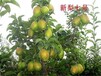 山东枣庄求购苹果梨苗长期出售繁育基地		价格批发