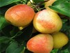 山东济南求购苹果梨苗包品种包成活率