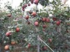 山東濟南求購蘋果梨苗新品種介紹畝產是多少