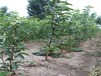 山东烟台求购苹果梨苗价格低成活率高出售价格是多少