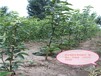 山东淄博求购苹果梨苗亩产是多少