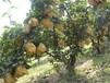 山东枣庄求购苹果梨苗包品种包成活率	购买标准多久结果