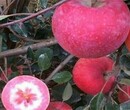 红心苹果苗早熟高产专业种植