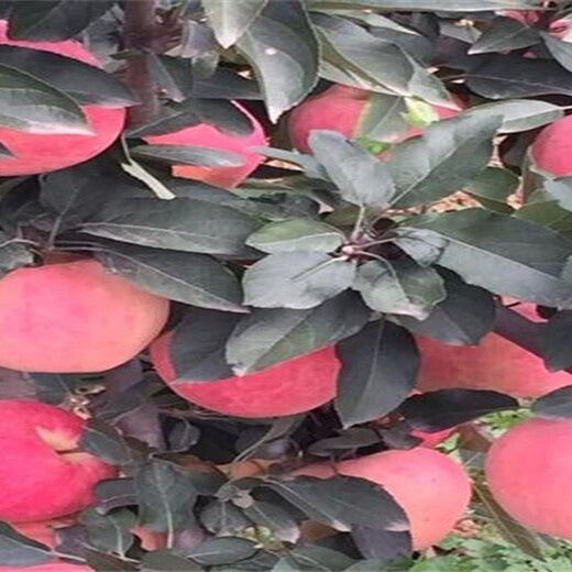 山东潍坊红心苹果苗长期出售繁育基地		品种介绍当年结果