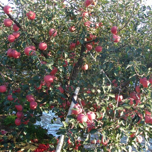 山东潍坊苹果苗批发佳种植时间		品种嫁接技术基地