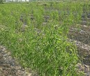 山东潍坊梨枣树苗早熟高产专业种植