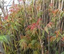 山东青岛3公分红油椿树苗长期出售繁育基地		购买标准多久结果