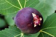 山东枣庄中国紫果无花果树苗2米高多少钱一棵修剪技术