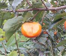 山东烟台早熟柿子苗种植方法种植技术	种植要领图片