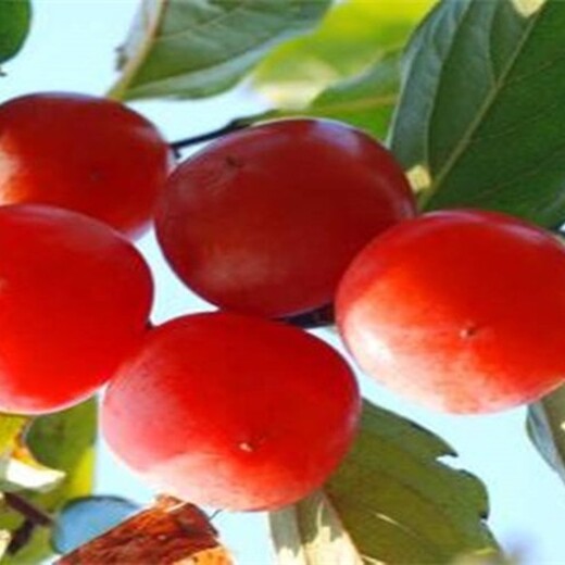 山东济南5公分甜柿子树多少钱一棵栽培养护