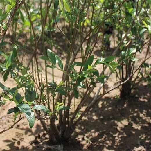 北陆蓝莓树苗	几月份种植成活率高