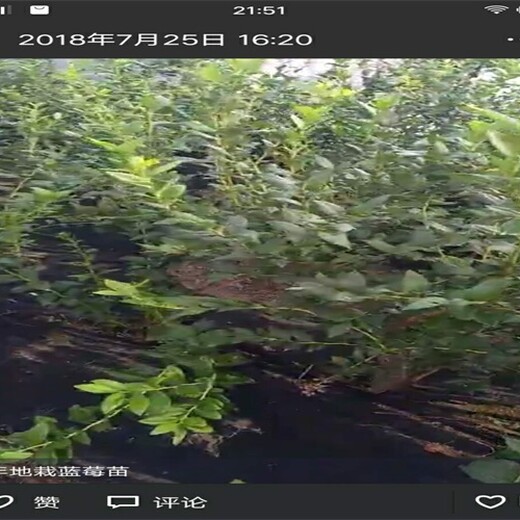 山东淄博薄雾蓝莓苗大型育苗基地现货供应几月份种植成活率高