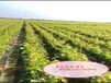 山东烟台无核白葡萄树苗品种优纯度高保成活