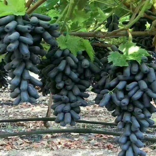 山东青岛玫瑰香葡萄树苗种植要领规格量大