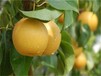 山东枣庄求购苹果梨苗种植要领种植要领