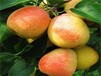 求购苹果梨苗种植要领应该如何种植