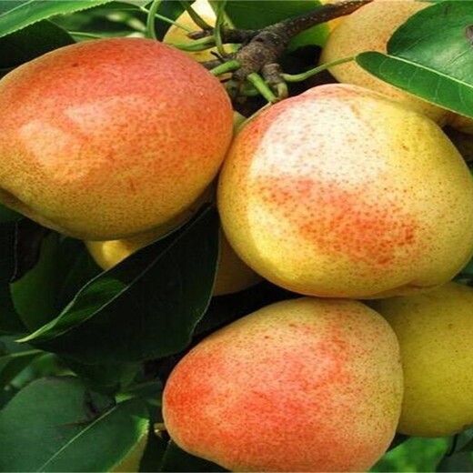 山东青岛求购苹果梨苗五年苗多少钱一棵