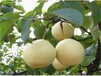 山东烟台意大利黑梨苗种植要领几月份种植成活率高