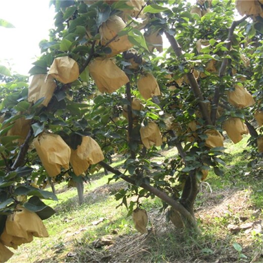 山东青岛求购苹果梨苗种植要领规格量大