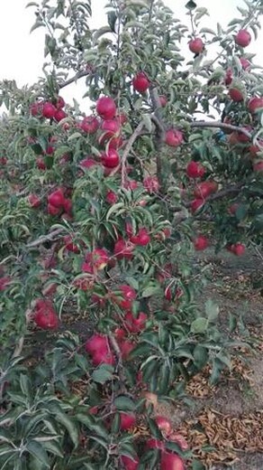 山东青岛3公分柱状苹果树苗2米高多少钱一棵几月份种植成活率高