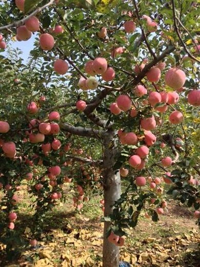 苹果苗新品种基地	种植要领