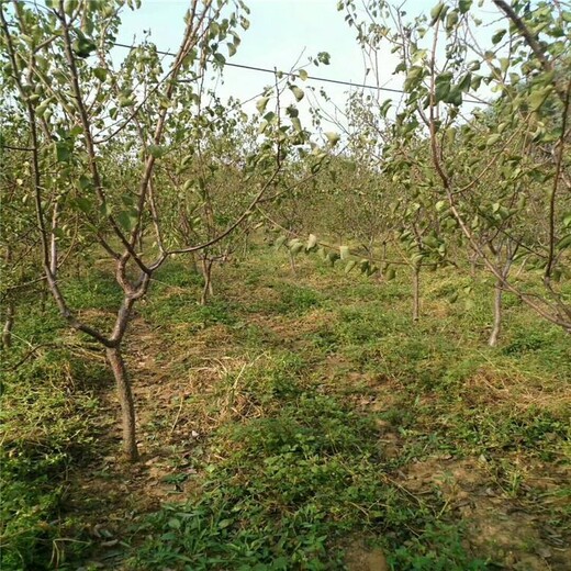 4公分红丰杏树苗	种植要领