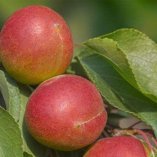 山东潍坊4公分红丰杏树苗一亩地种多少棵