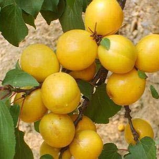山东青岛15公分杏树2米高多少钱一棵几月份种植成活率高