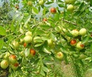 山东潍坊骏枣树苗结果早丰产性强几月份种植成活率高