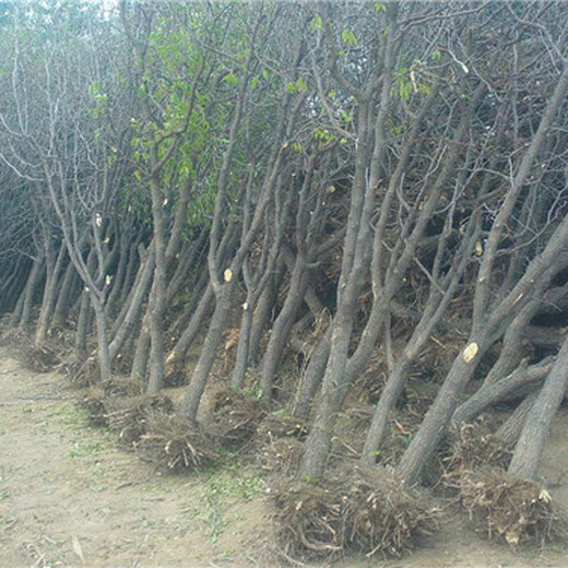 山东潍坊5公分冬枣树苗种植要领价格低结果多保成活