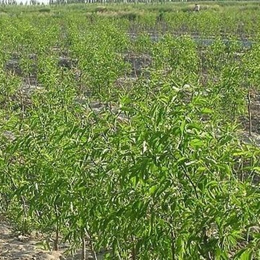 山东东营8公分冬枣树	品种优纯度高保成活