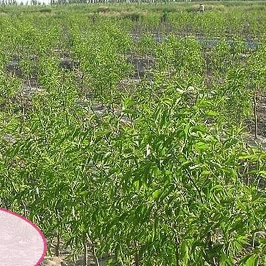 山东烟台壶瓶枣苗种植要领几月份种植成活率高