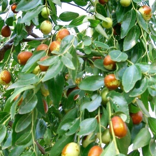 山东青岛赞皇大枣树苗2米高多少钱一棵几月份种植成活率高